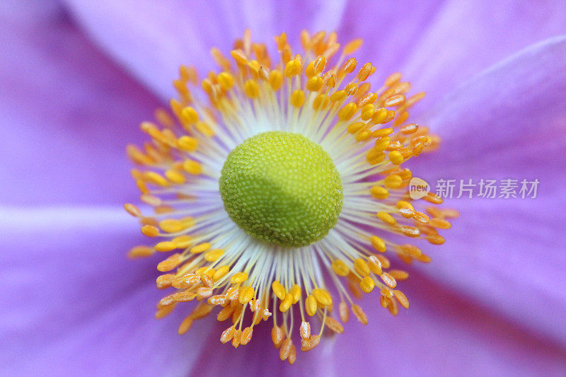 粉红色的日本银莲花(anemone hybrida 'Elegans')的大图